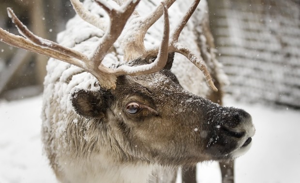 Reindeer